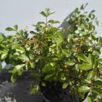 Ruža pôdopokryvná (Rosa) ‘THE FAIRY’ –  výška 15–30 cm, kont. C1,5L